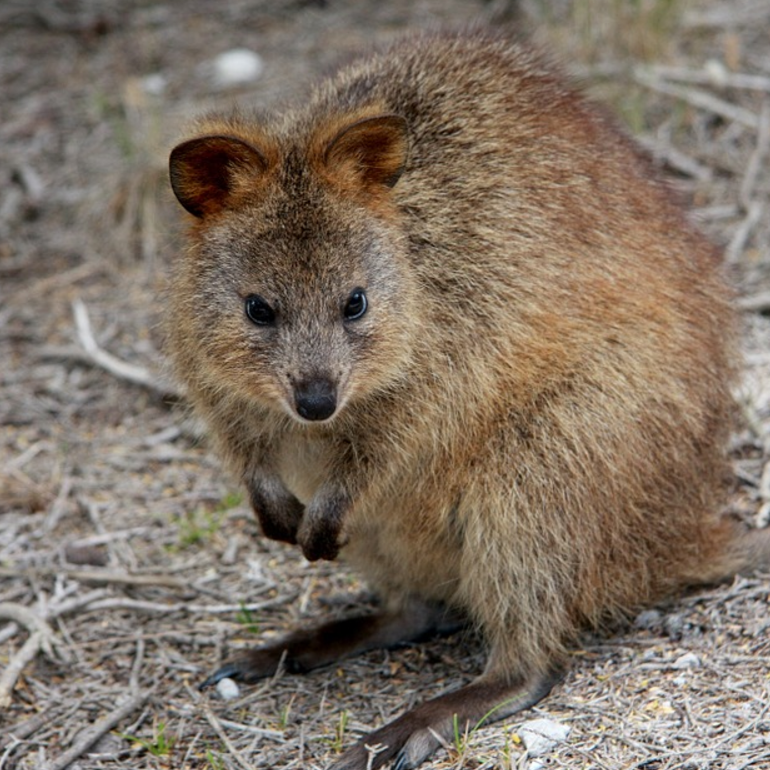 ComAp - Hybrid energy management for Rottnest Island